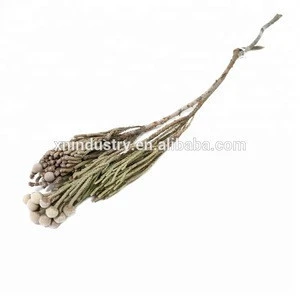 New Arrival Room Decoration Coral fruit preserved flower with Leaves cheap wholesale flowers