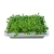 Import New Plants Seed Hydroponic Float Trays from China