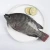 Import New Season Frozen Whole Round live Tilapia Fish Price from China