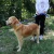 Import ONEWAY Wholesale Best Selling Custom Pet Product Nylon Dog Collar Dog Leash from China