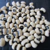 Organic White /Black Eye Cow pea Bean for Sale