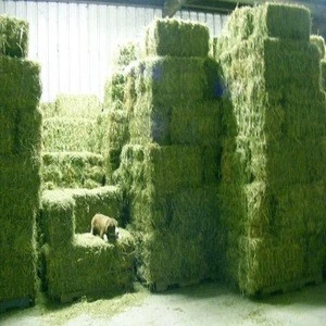 Original and Organic Alfalfa Hay/Alfalfa Grass Hay/Alfalfa Hay Bale For Animal Feed