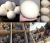 Import Ostrich Chicks For Wholesale Ostrich Chicks /Red and Black neck Ostrich for sale/Live Ostrich Birds from Estonia