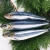 Import Pacific mackerel frozen Scomber Japonicus fish wholesale from China