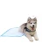 Import pet pads for large dog cat all star training pads 30x36 cm pet pads for furniture car outdoor indoor bathroom from China