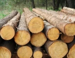 PINE SPRUCE BIRCH OAK ASH LOGS / TIMBER AVAILABLE