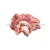 Import Pork head meat supplier from China