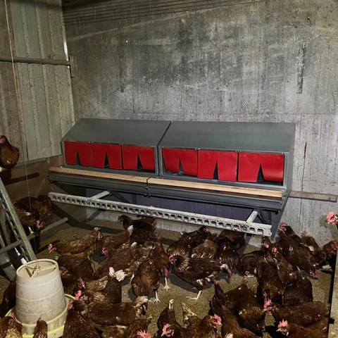 Buy Poultry Helper Automatic Reversible Chicken Poultry Nesting Box For ...