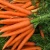 Import premium Fresh Carrots from Canada