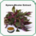pure Begonia fimbristipula or Gynura Bicolor extract powder