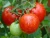 Import Quality  Fresh Tomatoes at affordable prices from South Africa
