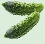 QualitySouth African  Fresh and Pickled Cucumber. 100%  Organic