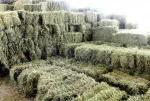 rhode hay
