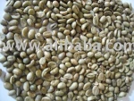 ROBUSTA COFFEE BEAN INDONESIA