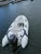 Import Sailing boats sailboat for sale 11ft to 27ft inflatable rib boat china boat manufacture from China