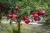 Import sale  fresh Pomegranate fruit wholesale supply from India