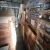 Import Solid Hardwood Flooring Brazilian Teak Cumaru Modern Durable Wood Flooring from Malaysia