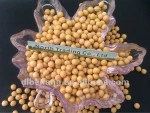 Soybean/soya bean, soybean seeds, soya bean seeds( 2011 crop, heilongjiang origin)