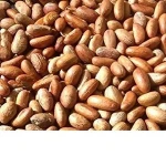 SUPER SWEET KOLA NUTS WITH GOOD PRICE