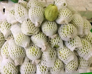 SUPPLYING FRESH GUAVA- BEST PRICE WITH THE BEST PRICE