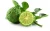 Import TOP GRADE EXPORT QUALITY INDONESIA FRESH KAFFIR LIME CITRUS HYSTRIX FOR EXPORT from Indonesia