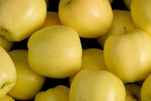Ukrainian apple fruit fresh - "GOLDEN Apple"  the most delicious and healthy - Super price -  fresh Apple
