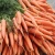 Import Ukrainian Fresh Organic Carrots At A Special Price from Ukraine