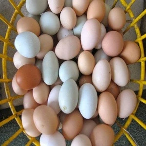 White and Brown Table Eggs for Sell