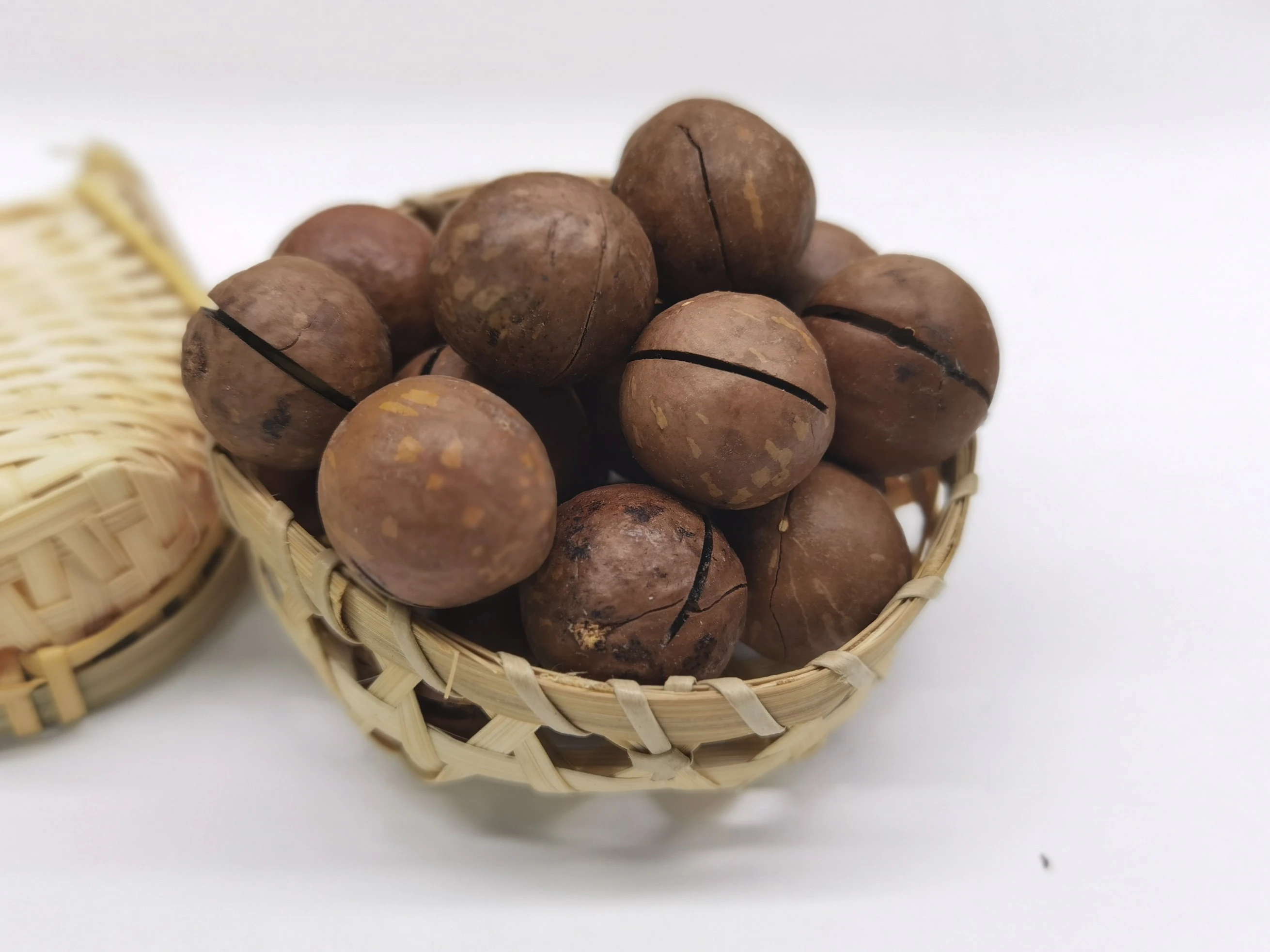 wholesale Bulk raw cream  macadamia nuts in shell
