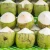 Import Wholesale Fresh Young Green Coconut with Export Quality from Indonesia