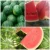 Import watermelon from Morocco