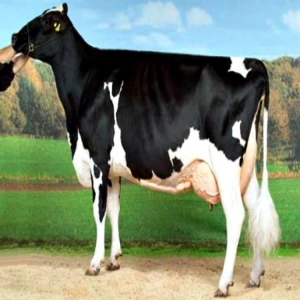 Holstein Heifers Diary Cattle/ Milking Cattle exporters