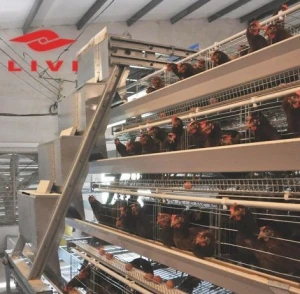 Commercial Automatic Layer Chicken Cage Price in Bangladesh