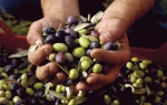 Olive - Oil