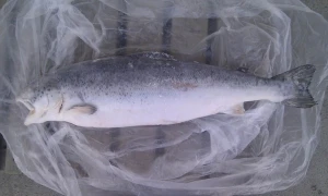 Cheap Quality Salmon Fish For Sale