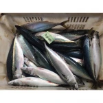 Frozen Mackerel Fish Frozen Fresh Seafood glazing fresh frozen pacific mackerel