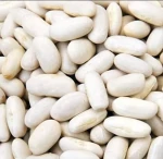 Wholesale Hot Selling Natural White Beans White Sugar Bean New Crop White Kidney beans