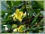 Import Bio Organic Ylang Ylang oil from France