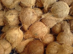 Fresh Semi husked matured Coconut,Semi Husked Coconuts suppliers