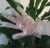 Import Food Grade EVA Disposable Plastic PE CPE TPE Glove for Kitchen from China
