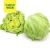 Import Fresh vegetables fresh lettuce from China