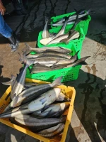 BLACK KING FISH