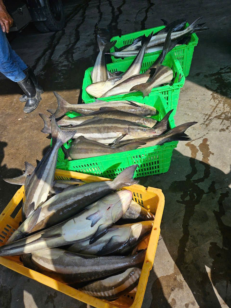Bheel Fish Buy Black King Fish from HAP SEAFOOD CO.,LTD, Vietnam | Tradewheel.com