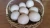 Import fresh fertile ostrich eggs for sale from South Africa