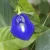 Import Organic Dried Butterfly Blue Pea from Thailand