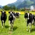 Import Holstein Heifers Diary Cattle/ Milking Cattle exporters from South Africa