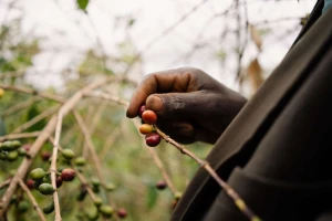 Burundi Coffee