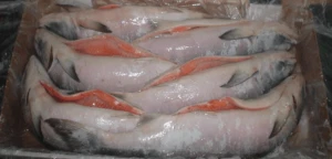 Frozen / Fresh Salmon Fish Available At Good Price