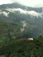 Alpine cloud tea area environmental conservation and sustainable cultivation practices