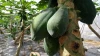 SHINANTW TAIWAN Fresh Papaya (plan in net grow room)